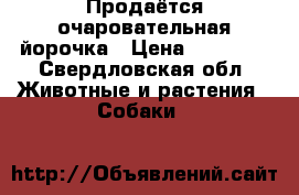 Продаётся очаровательная йорочка › Цена ­ 25 000 - Свердловская обл. Животные и растения » Собаки   